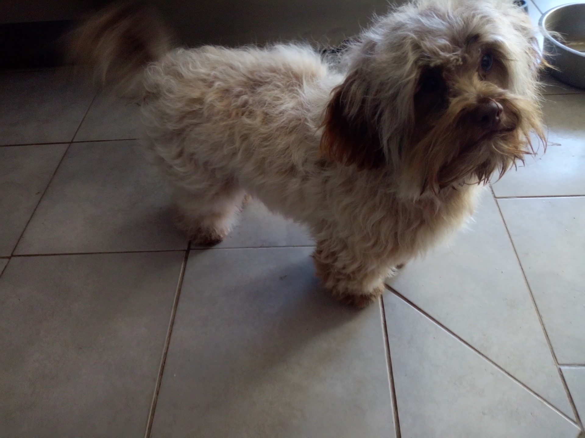 Miel